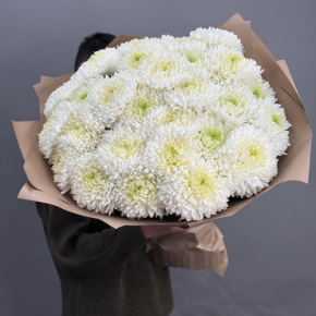 Букет из 27 хризантем Магнум в Клину