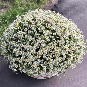 Композиция в корзине из 151 ромашки в Клину