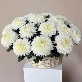 Композиция в корзине из 25 хризантем Магнум в Клину