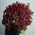 Монобукет из 75 кустовых роз Марун (70 см) в Клину