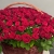 Композиция в корзине из 151 красной розы в Клину