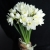 Букет из 25 нарциссов в Клину